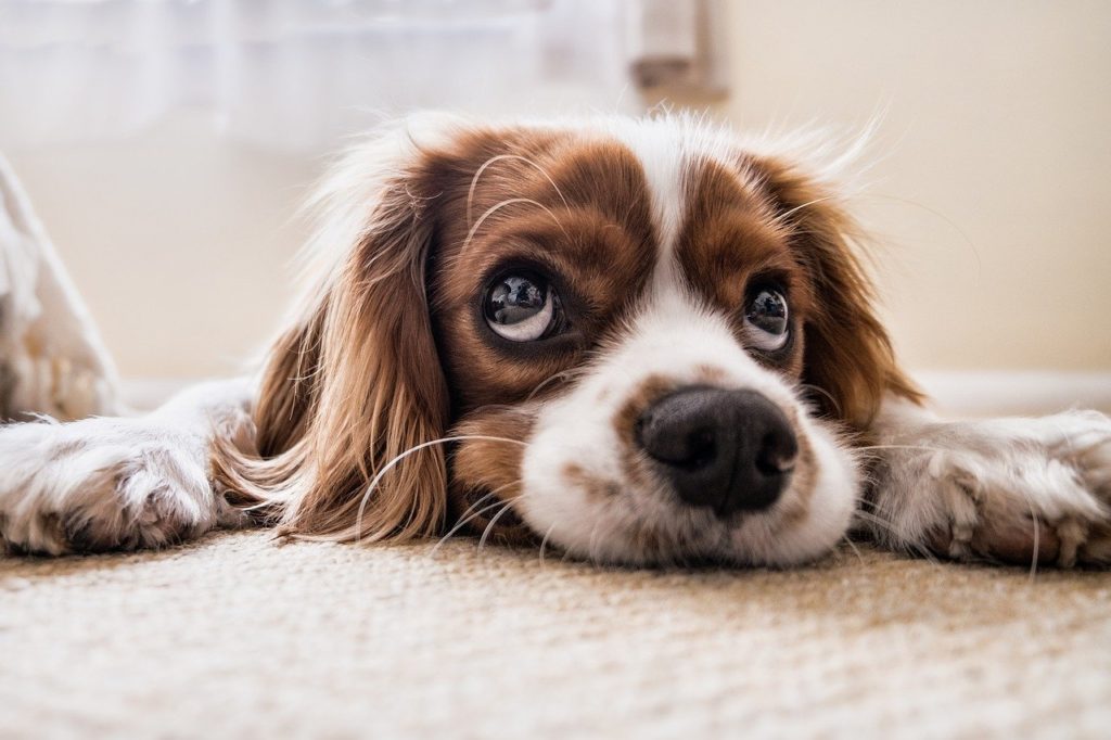 chien à l'hotel